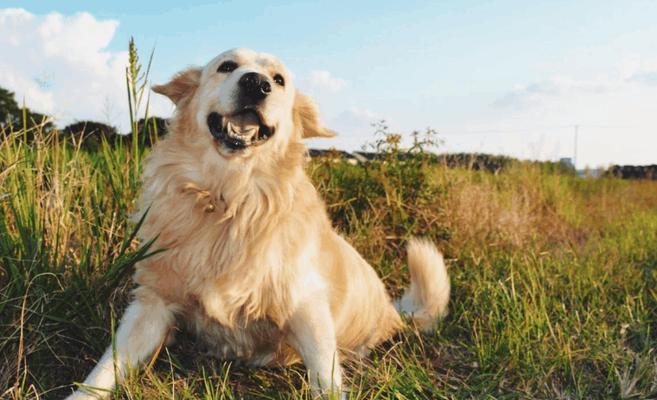 金毛犬跳远训练技巧,提升运动能力和快乐感 金毛犬跳远训练技巧,提升运动能力和快乐感
