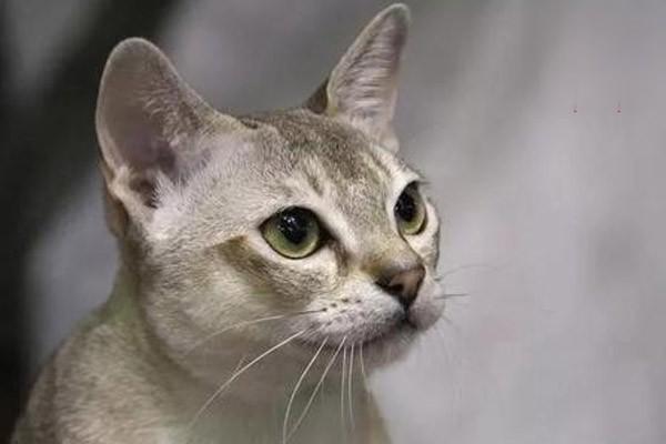 犬猫自身免疫性溶血性贫血症状与治疗方案