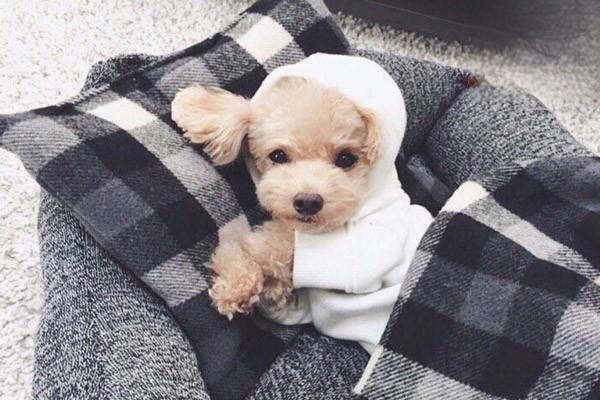 犬猫自身免疫性溶血性贫血症状与治疗方案