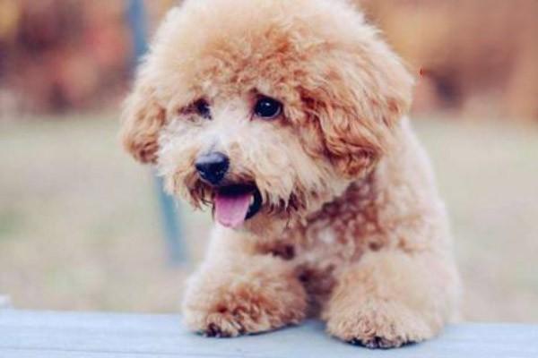 犬猫落叶性天疱疮症状与治疗方案解析