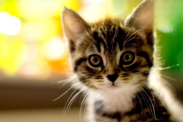 犬猫寻常性天疱疮症状表现及治疗方案 犬猫寻常性天疱疮症状表现及治疗方案