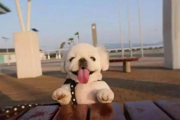 犬猫食物性变态反应症状与治疗方案解析