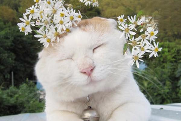 犬猫特发性皮炎症状与治疗方案解析