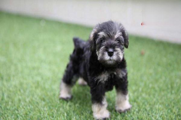 犬猫特发性皮炎症状与治疗方案解析