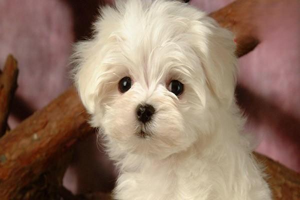 犬猫血小板减少症症状表现及治疗方案