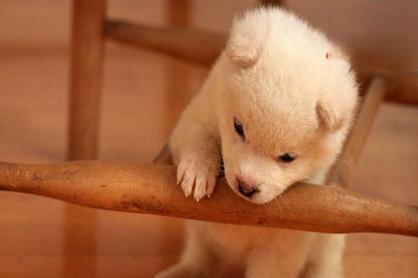 新生犬黄疸症:血型不兼容导致的溶血性疾病 新生犬黄疸症:血型不兼容导致的溶血性疾病