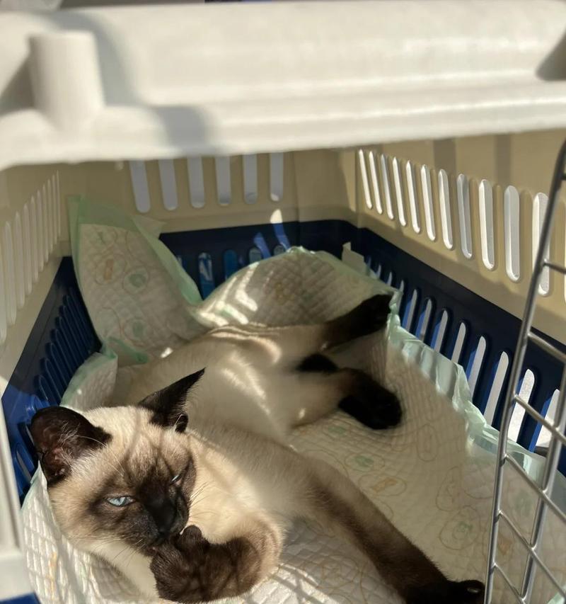 猫咪拉稀原因解析及应对方法全攻略 猫咪拉稀原因解析及应对方法全攻略