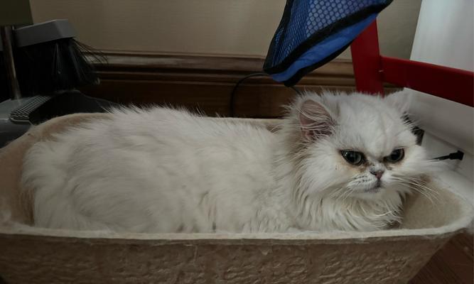 猫咪拉稀原因解析及应对方法全攻略 猫咪拉稀原因解析及应对方法全攻略