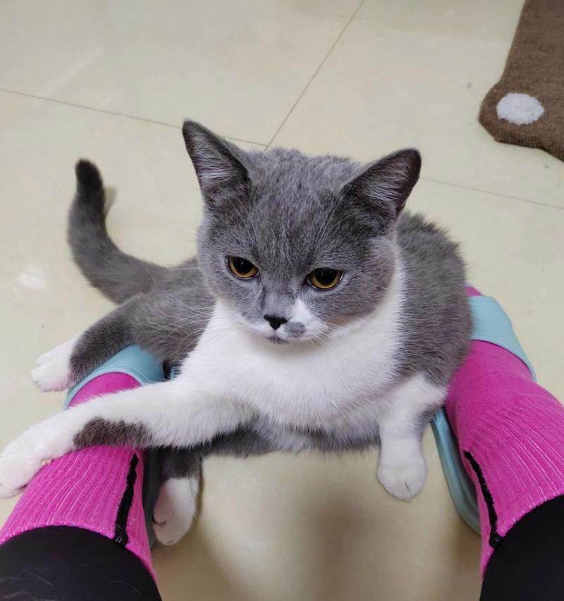 猫咪拉稀原因解析及应对方法全攻略 猫咪拉稀原因解析及应对方法全攻略