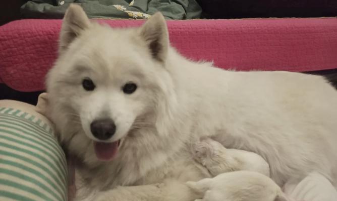 萨摩犬黑毛形成原因解析：遗传与环境因素