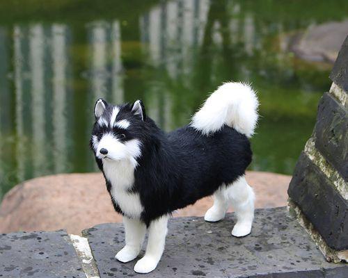 萨摩犬黑毛形成原因解析：遗传与环境因素