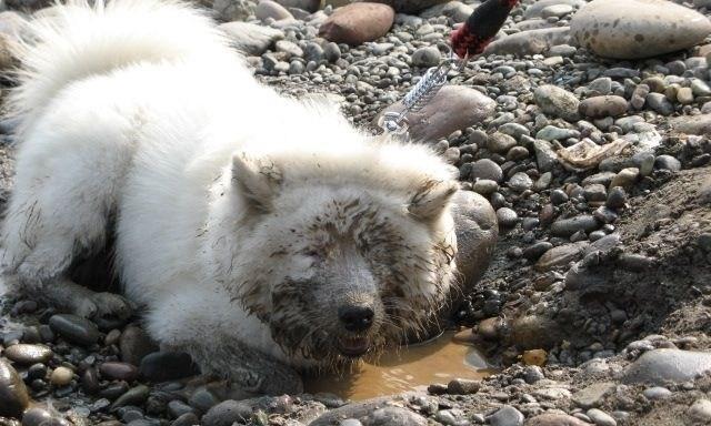 萨摩犬黑毛形成原因解析：遗传与环境因素