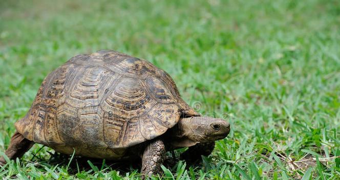 小草龟头部绿色成因与生态意义解析