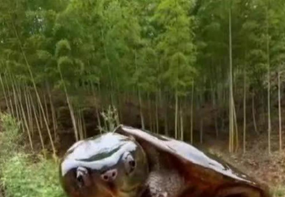 小草龟头部绿色成因与生态意义解析