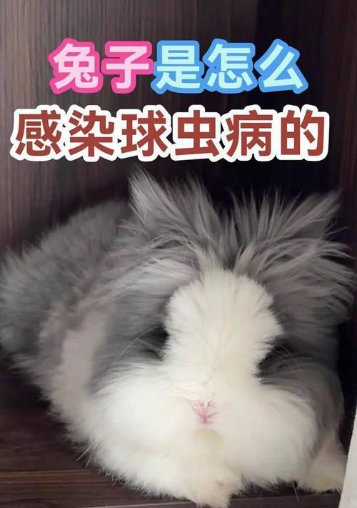 兔子球虫病传播途径与防治措施 兔子球虫病传播途径与防治措施