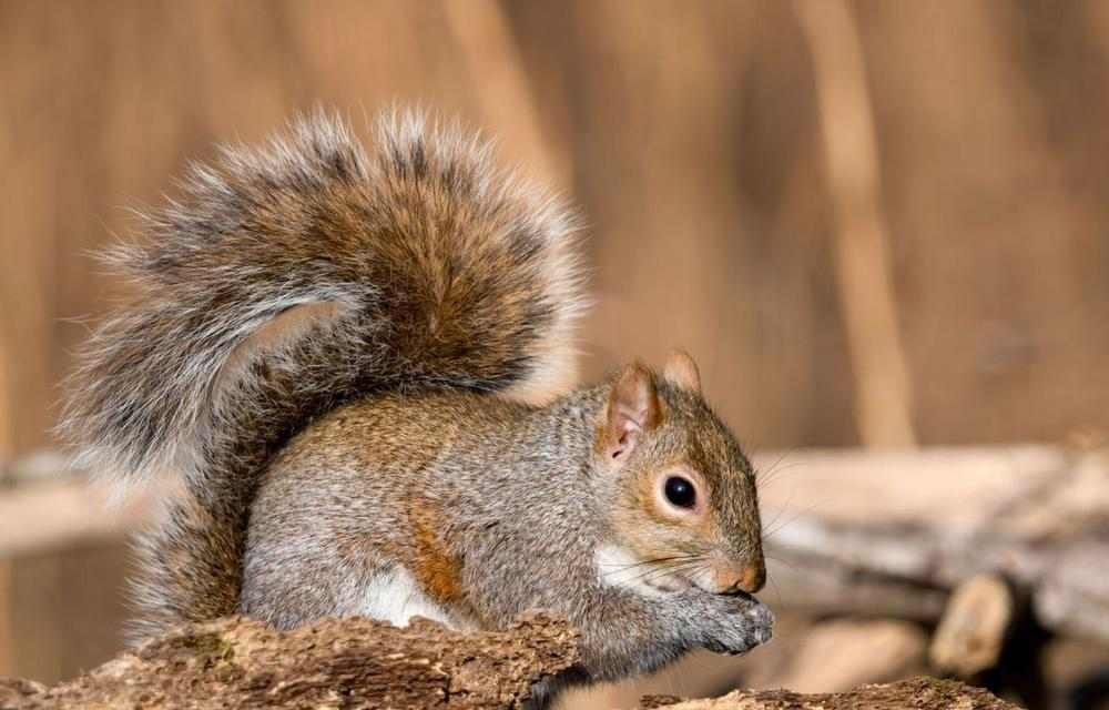 如何选择适合驯养的松鼠品种及饲养技巧