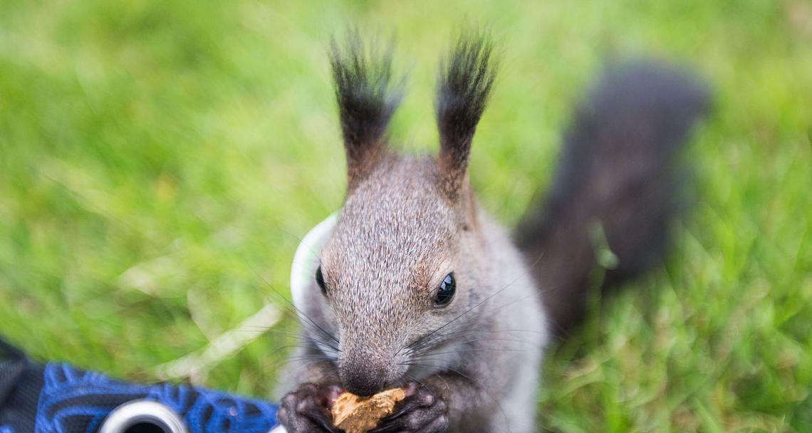 如何选择适合驯养的松鼠品种及饲养技巧