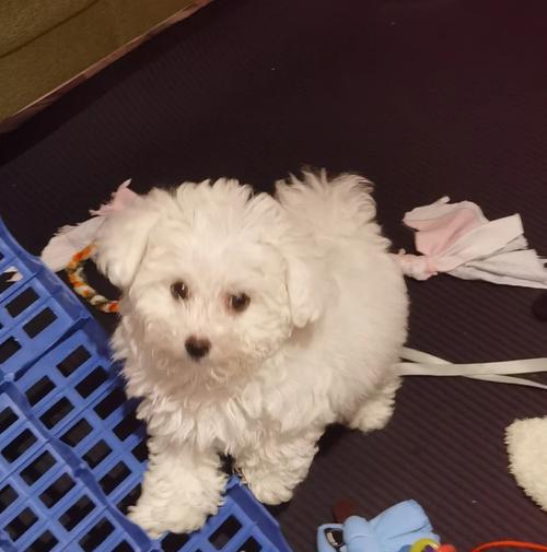 泰迪犬呕吐咳嗽护理指南：15个实用方法缓解不适