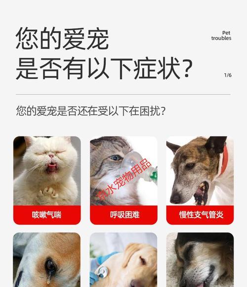 泰迪犬呕吐咳嗽护理指南：15个实用方法缓解不适
