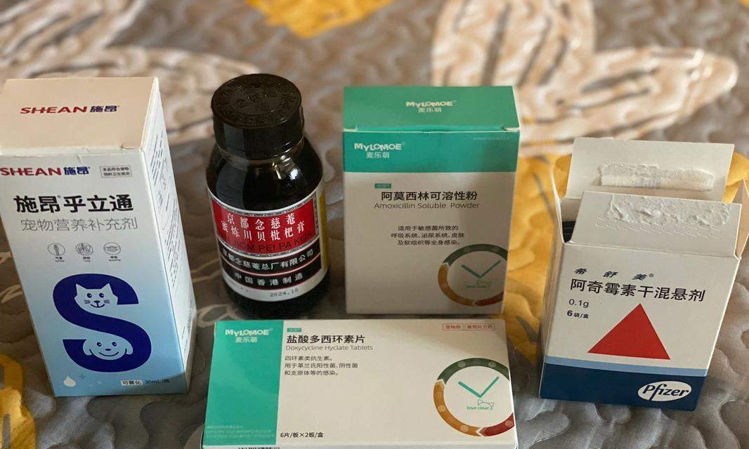 泰迪犬呕吐咳嗽护理指南：15个实用方法缓解不适