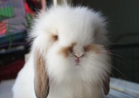 垂耳兔成年年龄及发育过程解析