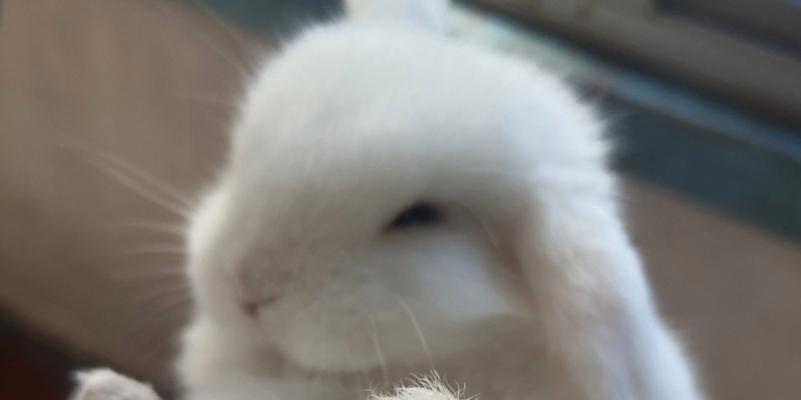 垂耳兔成年年龄及发育过程解析