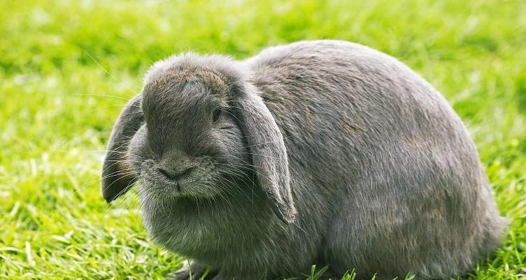 垂耳兔成年年龄及发育过程解析