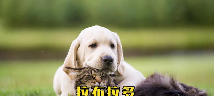 拉布拉多犬饲养指南：15个关键要点详解