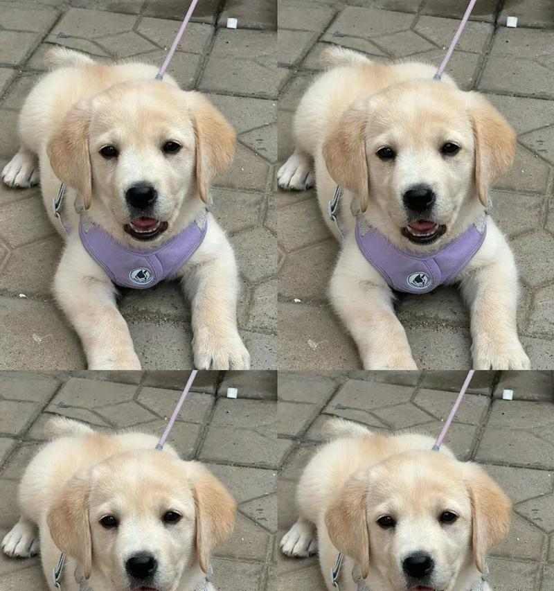 拉布拉多犬饲养指南：15个关键要点详解