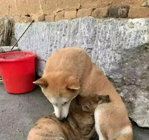 断奶期狗狗饮食管理指南：健康成长关键