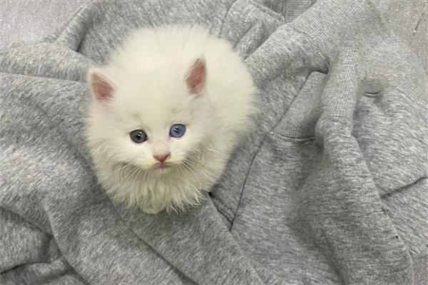 猫咪打架怎么办？有效防止猫咪冲突方法