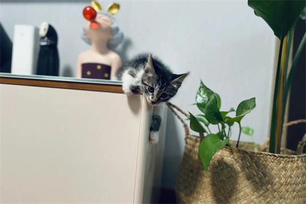 猫咪散养优缺点及安全建议