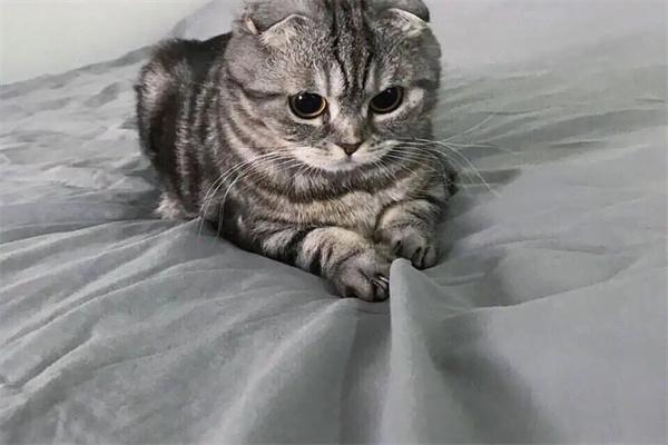 胆小猫咪易应激,如何预防与应对? 胆小猫咪易应激,如何预防与应对?