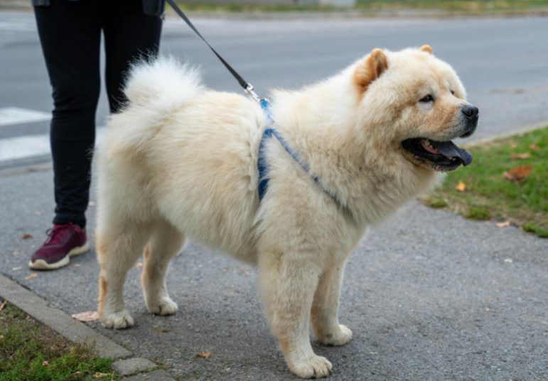夏季遛狗注意事项及狗狗中暑急救指南