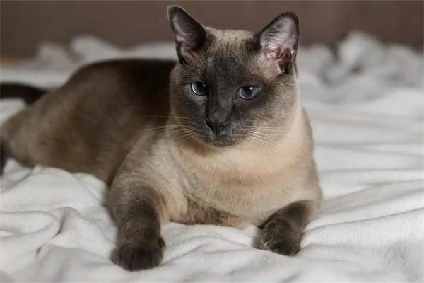 猫咪不让抱的8大原因及改善方法