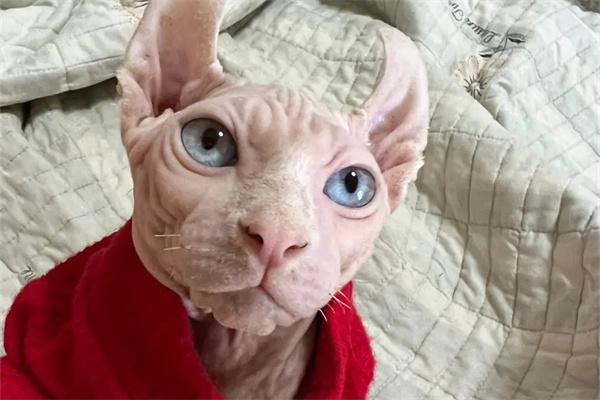 猫咪老年痴呆症状及护理全解析 猫咪老年痴呆症状及护理全解析