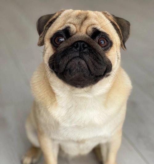 狗狗泪水是否咸?解析泪液成分与健康影响 狗狗泪水是否咸?解析泪液成分与健康影响