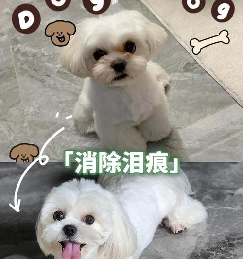 狗狗泪水是否咸?解析泪液成分与健康影响 狗狗泪水是否咸?解析泪液成分与健康影响