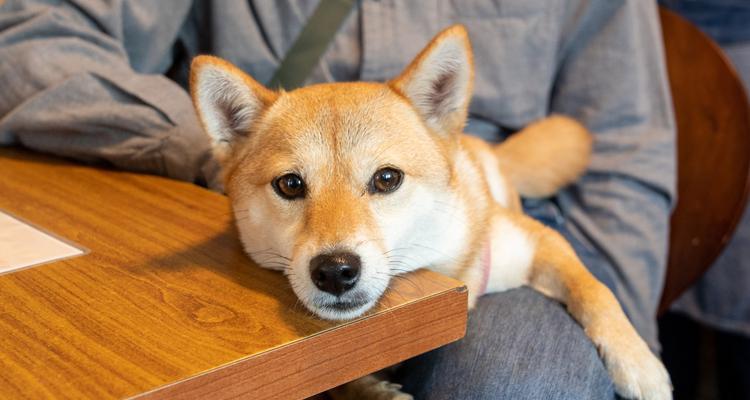 狗狗泪水是否咸?解析泪液成分与健康影响 狗狗泪水是否咸?解析泪液成分与健康影响