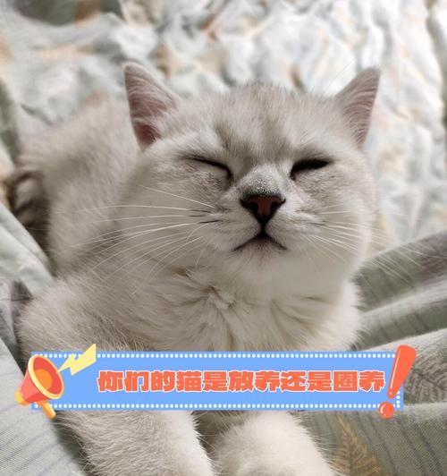 四个月小猫饮食指南:科学喂养与营养均衡 四个月小猫饮食指南:科学喂养与营养均衡