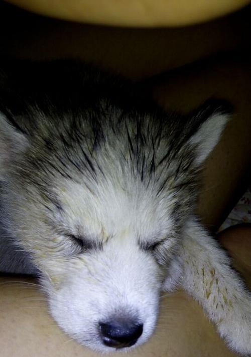 哈士奇玩火事件引反思:人类与动物保护的平衡 哈士奇玩火事件引反思:人类与动物保护的平衡