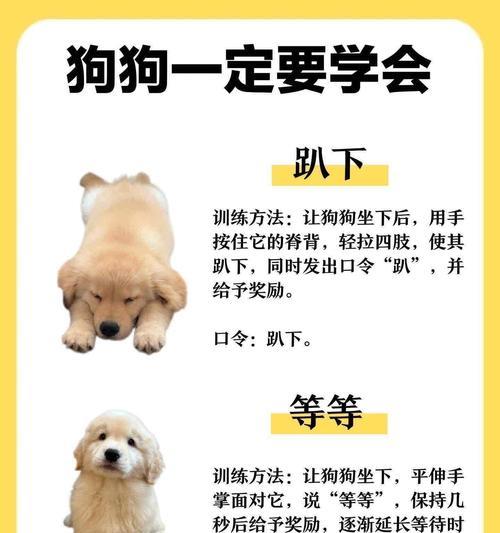 如何为贵宾犬选择合适配种伴侣全攻略 如何为贵宾犬选择合适配种伴侣全攻略