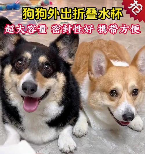 科学养护口渴狗狗的饮水管理与健康技巧 科学养护口渴狗狗的饮水管理与健康技巧