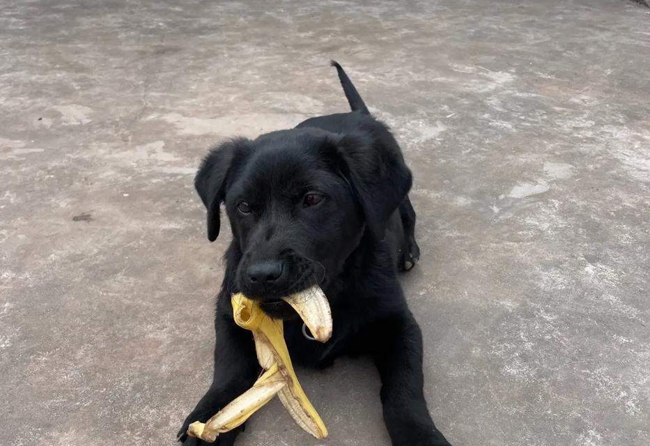 狗狗舌头三点黑色成因解析与健康指南 狗狗舌头三点黑色成因解析与健康指南