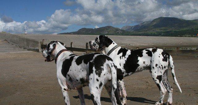 大丹犬的优秀特质解析:高大威猛与智慧温顺兼具 大丹犬的优秀特质解析:高大威猛与智慧温顺兼具