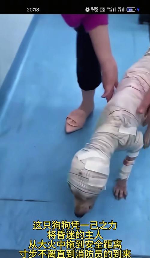 哈士奇玩火事件引反思:人类与动物保护的平衡 哈士奇玩火事件引反思:人类与动物保护的平衡