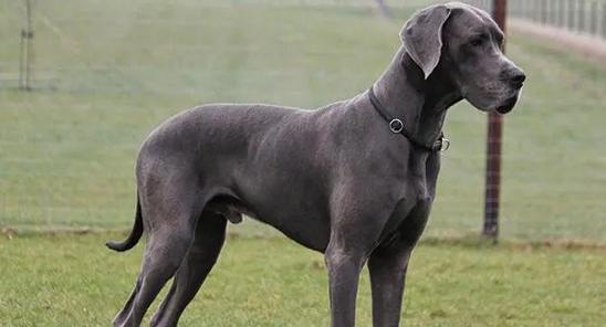 大丹犬的优秀特质解析:高大威猛与智慧温顺兼具 大丹犬的优秀特质解析:高大威猛与智慧温顺兼具