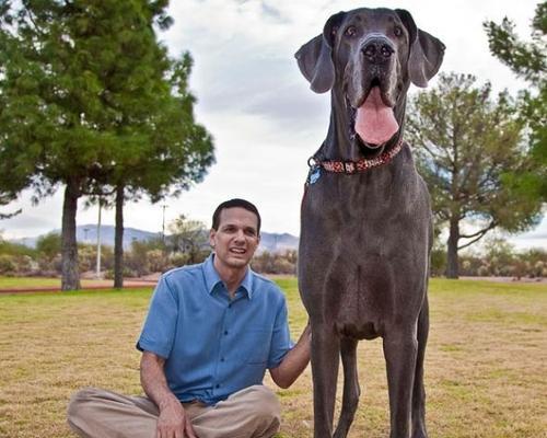 大丹犬的优秀特质解析:高大威猛与智慧温顺兼具 大丹犬的优秀特质解析:高大威猛与智慧温顺兼具