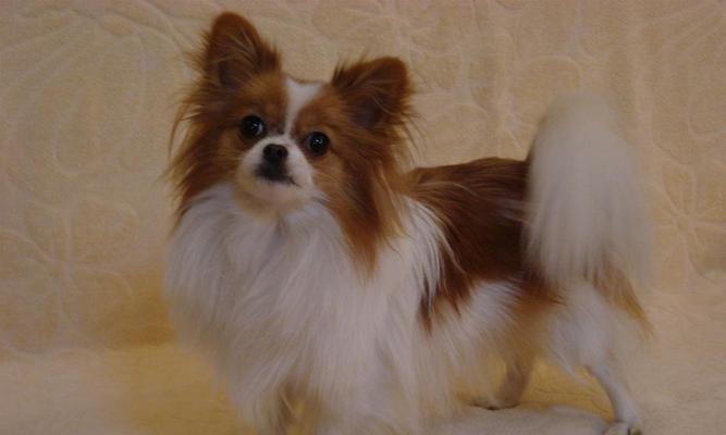 蝴蝶犬眼睛护理指南 预防疾病与日常清洁方法 蝴蝶犬眼睛护理指南 预防疾病与日常清洁方法