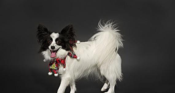 蝴蝶犬眼睛护理指南 预防疾病与日常清洁方法 蝴蝶犬眼睛护理指南 预防疾病与日常清洁方法